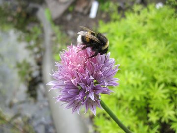 Natur entdecken: Beim Tag der offenen Tür im Ökologischen Lerngarten der PHKA am Adenauerring. Foto: Dorothee Benkowitz      