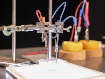 Versuchsaufbau mit zwei Orangenscheiben, die an Drähte angeschlossen sind.