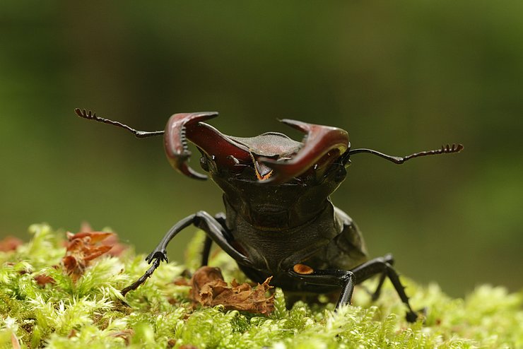 Hirschkäfer: Beeindruckend sind ihre geweihartig vergrößerten Oberkiefer. Foto: Karsten Grabow/Pädagogische Hochschule Karlsruhe