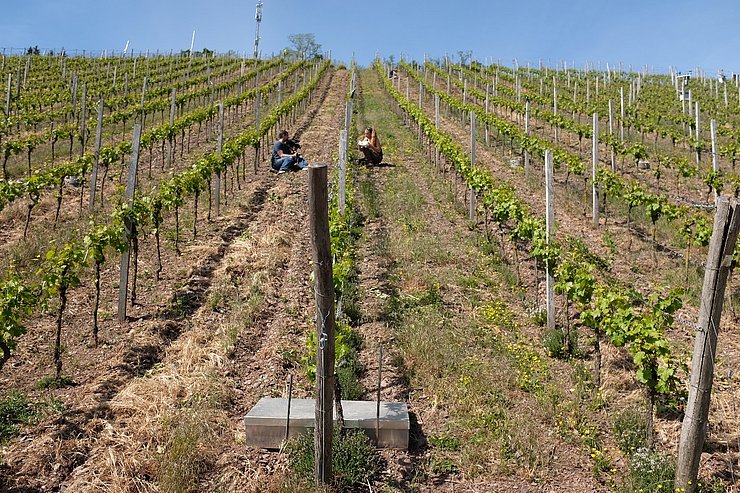 Wein-Monokultur. Foto: Manuel Seeger