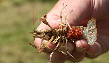 Kalikokrebsweibchen können bis zu 495 Eier tragen. Foto: Karsten Grabow/Pädagogische Hochschule Karlsruhe