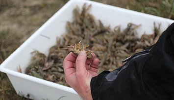 Kalikokrebs, im Hintergrund eine Schale mit Artgenossen. Foto: Karsten Grabow / Pädagogische Hochschule Karlsruhe