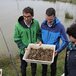Der Fang einer halben Stunde: Staatssekretär Dr. Andre Baumann vom Ministerium für Umwelt, Klima und Energiewirtschaft Baden-Württemberg, Rheinstettens Oberbürgermeister Sebastian Schrempp und Barbara Saebel MdL (v.l.) informierten sich über den Kalikokrebs. Foto: Pädagogische Hochschule Karlsruhe