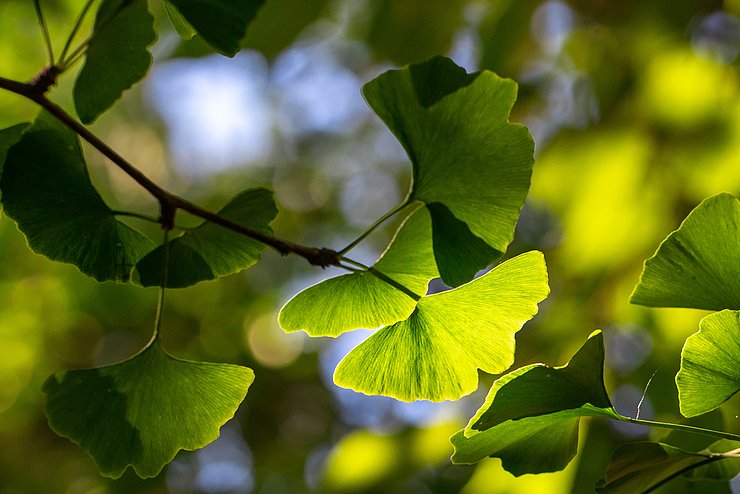 Ginkgo, Melde, Kartoffel und Co.: PHKA-Studierende präsentieren am 29. Juni 2022 literarische Texte zur Globalisierung in der Pflanzenwelt. Foto: https://unsplash.com/@raphael-wild