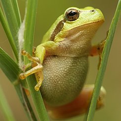Laubfrosch am „Dreizack“. Foto: Karsten Grabow / Pädagogische Hochschule Karlsruhe