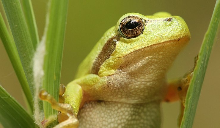 Laubfrosch am „Dreizack“. Foto: Karsten Grabow / Pädagogische Hochschule Karlsruhe