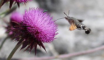 Die Gesamtzahl der Insekten geht weltweit zurück. Hier ein Tauben- schwänzchen, auch Kolibrischwärmer genannt. Foto: PHKA